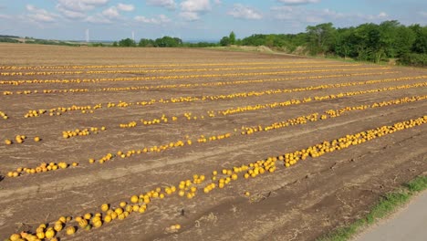 vast plantation of pumpkin fields in harvest season