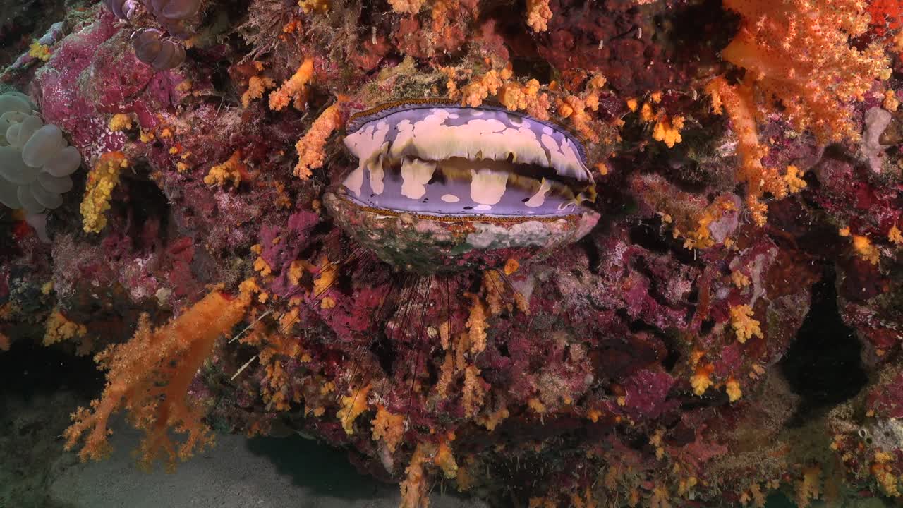 열대 산호초에 닫히는 가시 굴