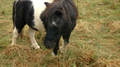 pony comiendo heno