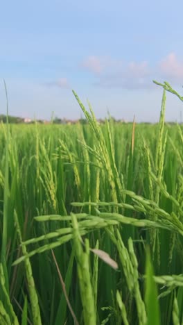 lush green rice fields sway gently in the breeze under a clear blue sky