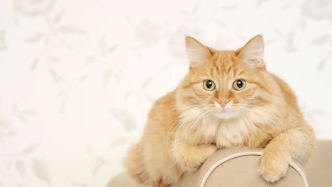 cute ginger cat lying on arm of sofa. fluffy pet is going to sleep. cozy home background