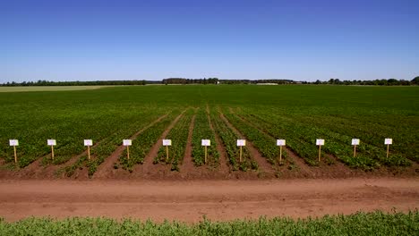 aerial drone flying over soybean field in sunny weather