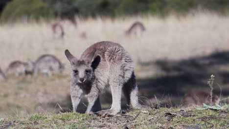 wallaby alimentando hierba en el prado durante el día - cerrar