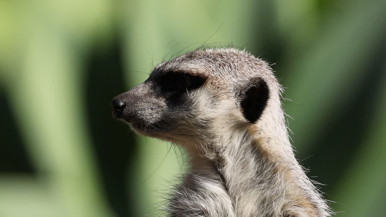 suricata observando atentamente su entorno