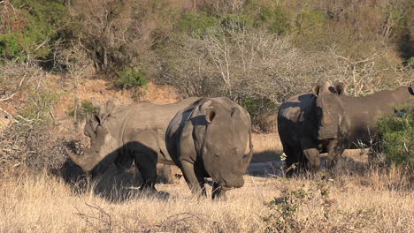 Crash-of-rhinos-graze-together-on-dry-grass-in-sunlight,-close-view