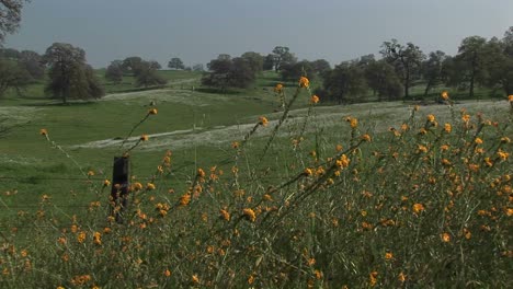 Mittlerer-Schuss-Von-Wildblumen,-Die-Auf-Einem-Kalifornischen-Hügel-Blühen-1