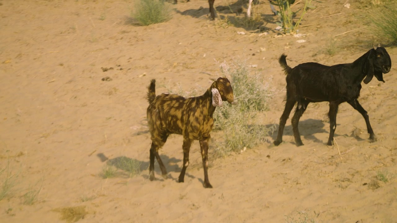 Capre marroni e nere che camminano su terreno sabbioso arido con arbusti sparsi nel deserto di Tharparkar, Sindh Pakistan