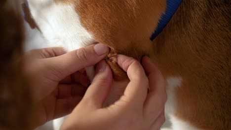 veterinarian inspecting a wound on a dog's leg