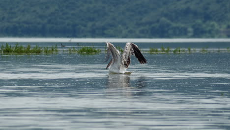 Big-adult-Dalmatian-Pelican-spreading-its-wings-at-lake-Kerkini-Greece-sunny-Day