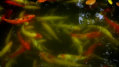 colorful fancy carp fish, koi fish