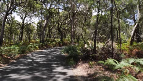 vista de ritmo rápido viajando a través de un camino de matorrales nativos australianos