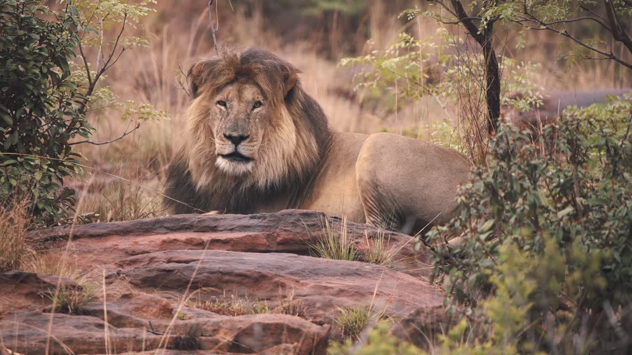 león acostado sobre rocas, abriendo los ojos a la cámara y luego cerrándolos de nuevo
