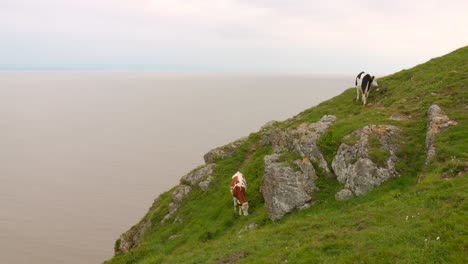 Cows-grazing-on-a-grassy-cliff-overlooking-the-sea-in-Brean-Down,-Somerset,-England