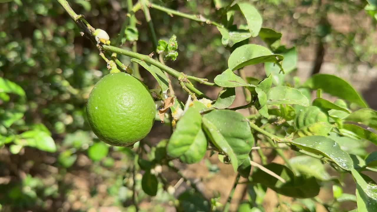 Limes or green lemon on the lime tree
