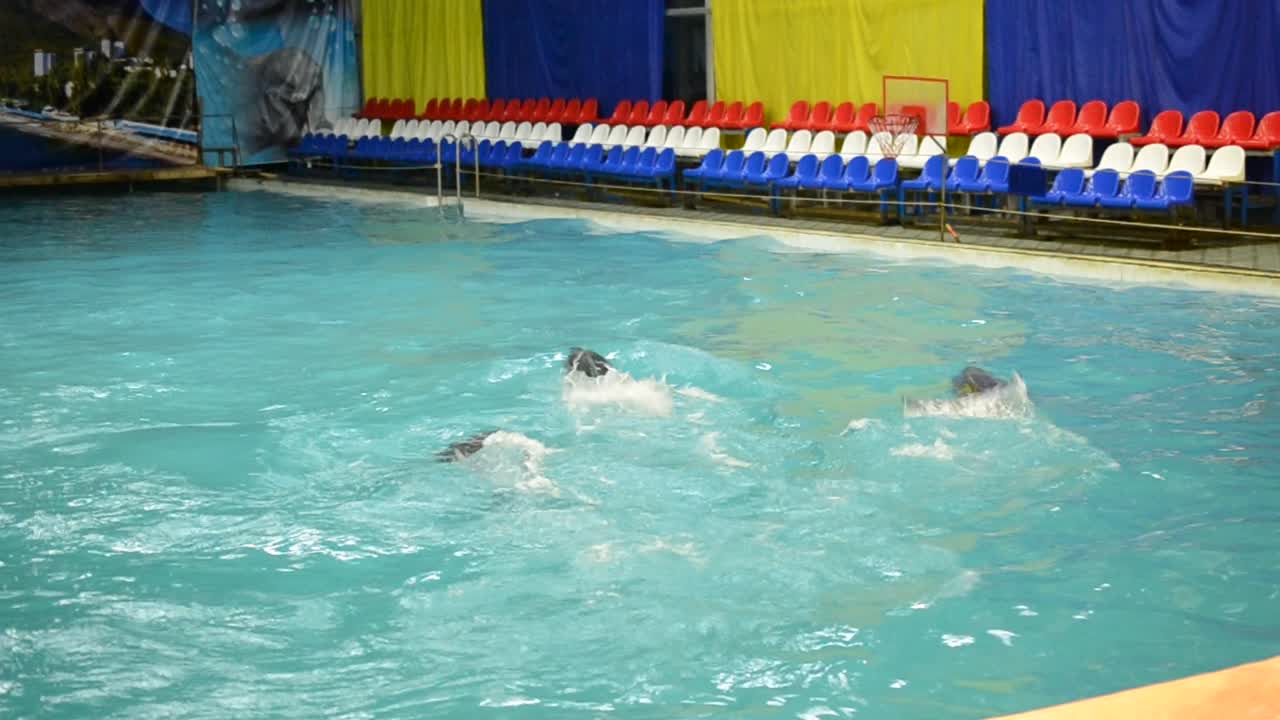 Golfinhos na piscina. Golfinhos vivos.