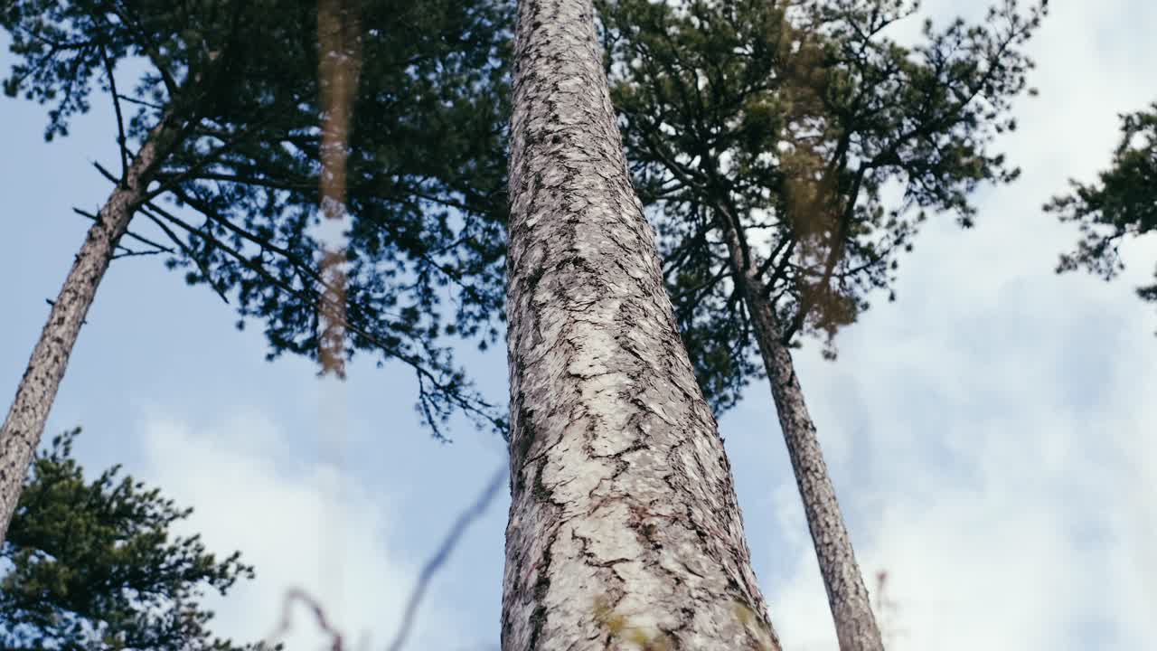 소나무가 뿌리까지