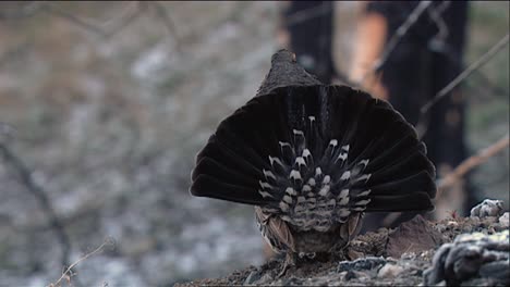 dusky grouse (dendragapus obscurus) walks into frame and shows its back feathers 2013