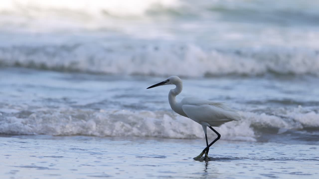 la garza camina con gracia a lo largo de la playa, las olas rodando en