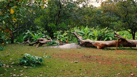 chickens forage near a fallen tree in a jungle clearing