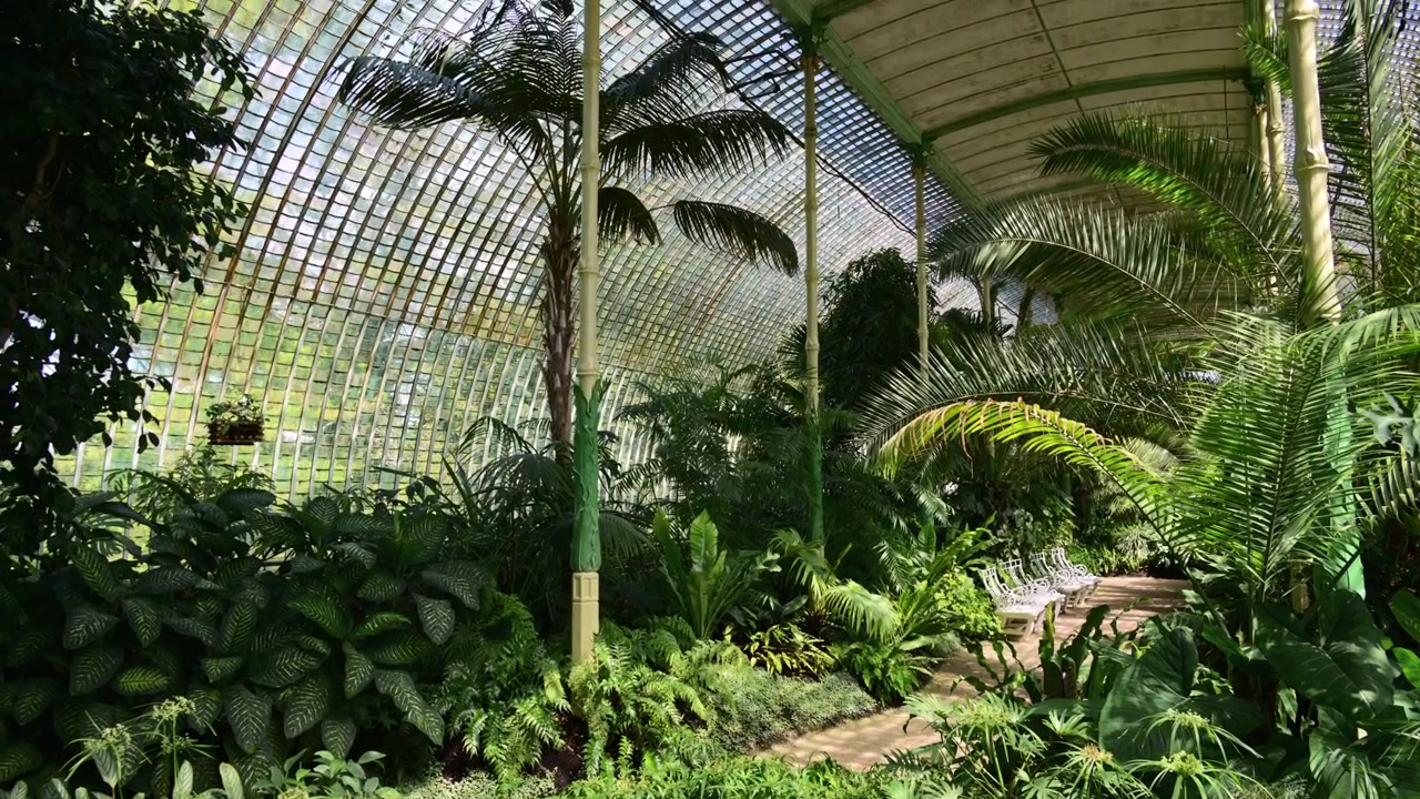 Interno di una serra di palme con tronchi di palma slanciati e panchine in ferro bianco lungo un sentiero, Lednice, Repubblica Ceca
