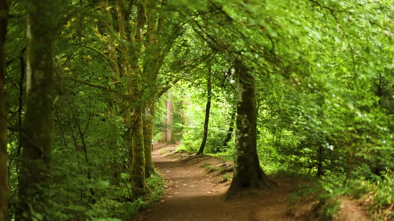 un camino sereno del bosque en dunkeld, escocia