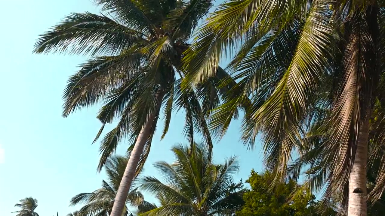 Inquadratura dal basso della chioma di una palma da cocco che ondeggia dolcemente contro un cielo blu limpido in un contesto tropicale. · 4K DCI 25fps
