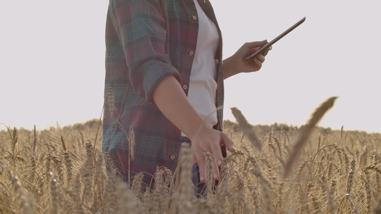 Close-up of woman's hand running through organic wheat field steadicam shot. Slow motion. Girl's hand touching wheat ears closeup. Sun lens flare. Sustainable harvest concept.