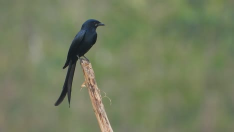 Schwarzer-Drongo-Im-Baum,-Der-Auf-Nahrung-Wartet.