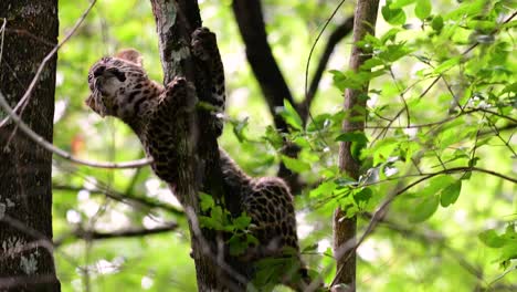 Der-Indochinesische-Leopard-Ist-Eine-Gefährdete-Art-Und-Eine-Der-Großen-Katzen-Thailands