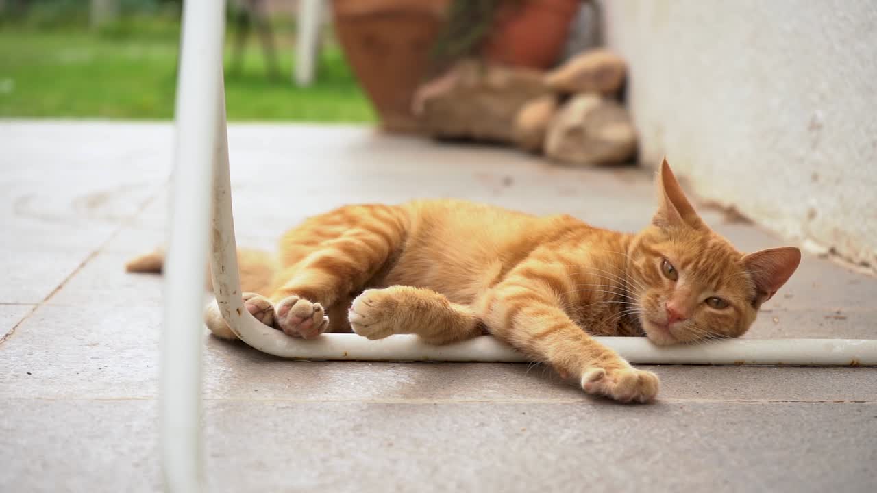 Domestic Orange Tabby Cat Licking Its Paw While Laying On The Floor. - close up
