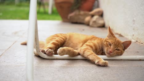 domestic orange tabby cat licking its paw while laying on the floor. - close up
