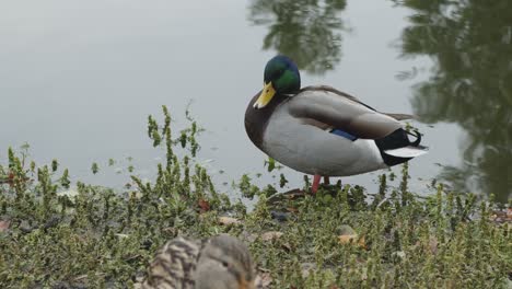 Männliche-Stockente,-Die-Flügel-Kratzt