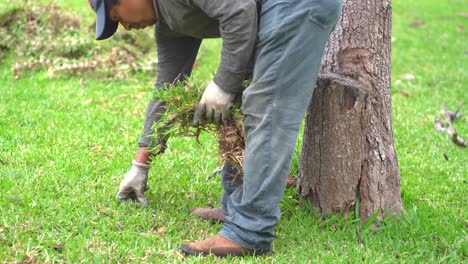 gardener pullling out weed. latin gardener