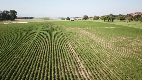 Push-in-drone:-aerial-view-of-a-vegetable-agriculture-field-in-a-large-plain-in-the-Swiss-countryside-Vaud