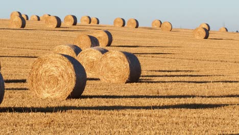 hay bales on the field after harvest. agricultural field. hay bales in golden field landscape.