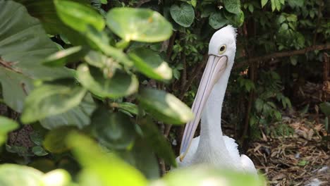close-up of australian pelican with long beak in natural habitat
