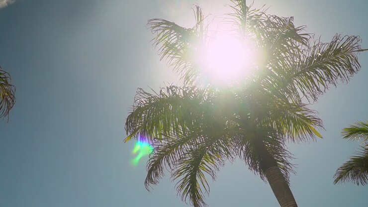 Summer Holiday Concept Looking Up At Palm Tree With Blue Sky And Clouds 3