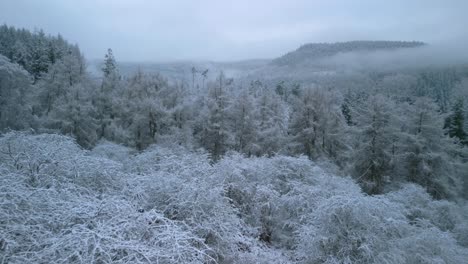 winter forest woodland with mist covered pine tree fells at dawn