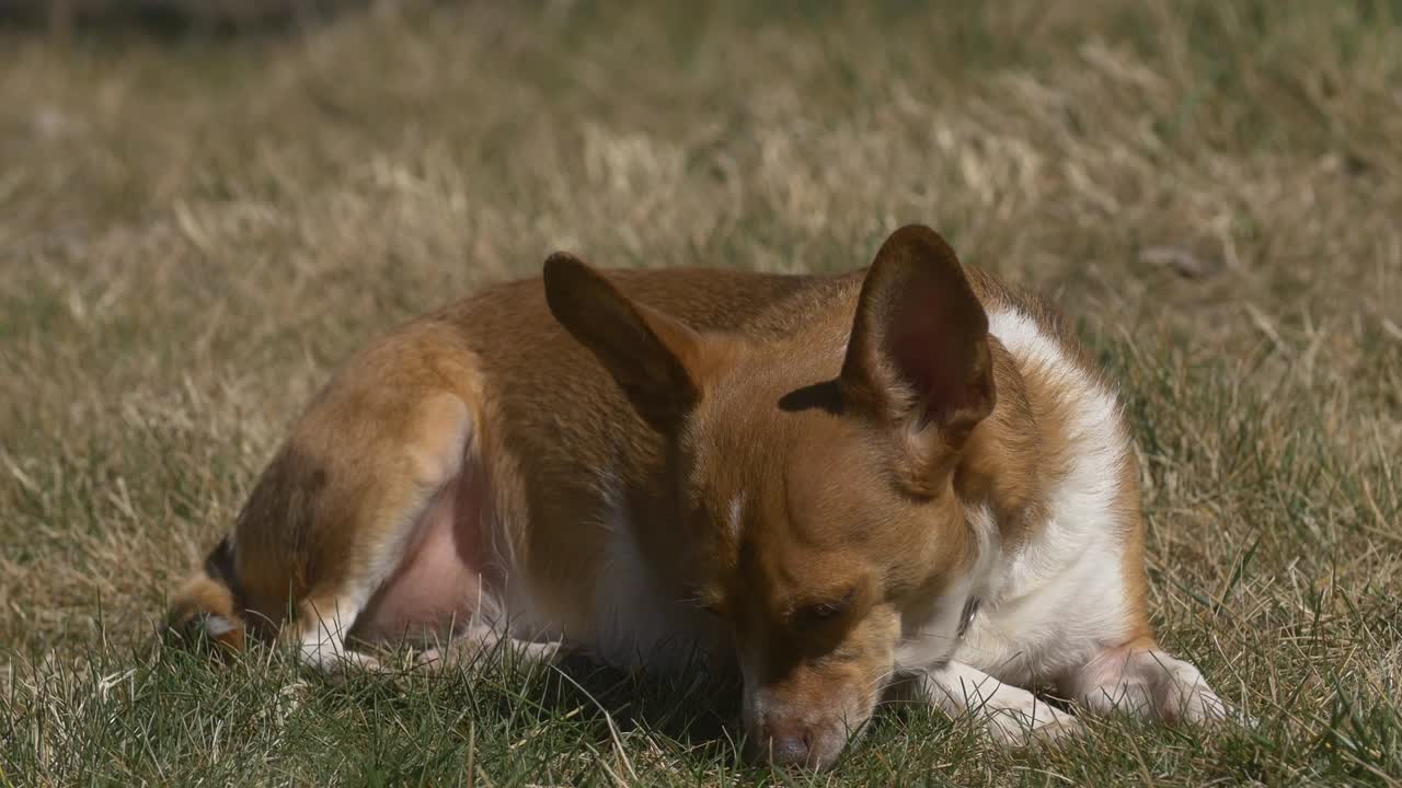 perro durmiendo a la luz del sol
