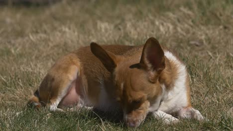 sleeping dog in the sun light