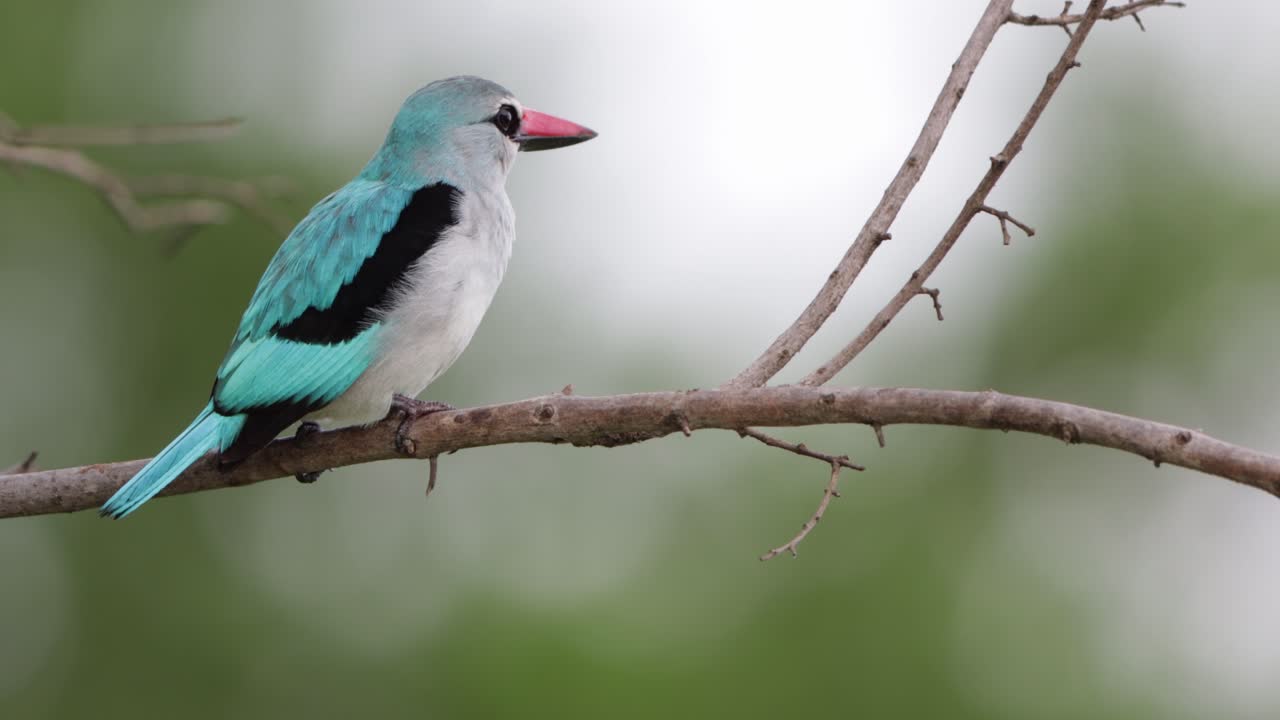 el martín pescador verde azulado posado en una rama vibra cuando vocaliza