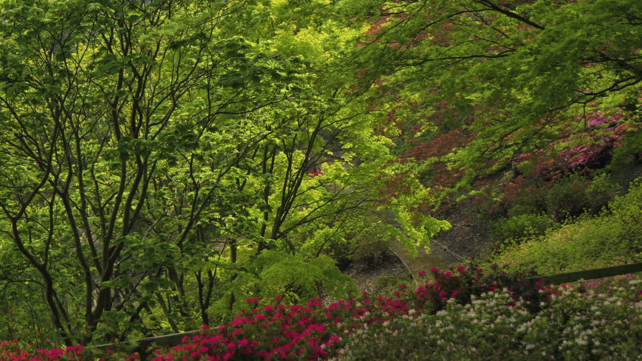 Serene Spring Garden: Azaleas and Lush Greenery