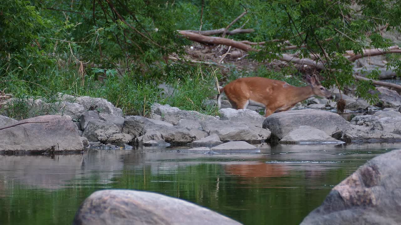 Cervo selvatico spaventato che cammina lungo la riva del lago tra sassi e rocce in cerca di cibo