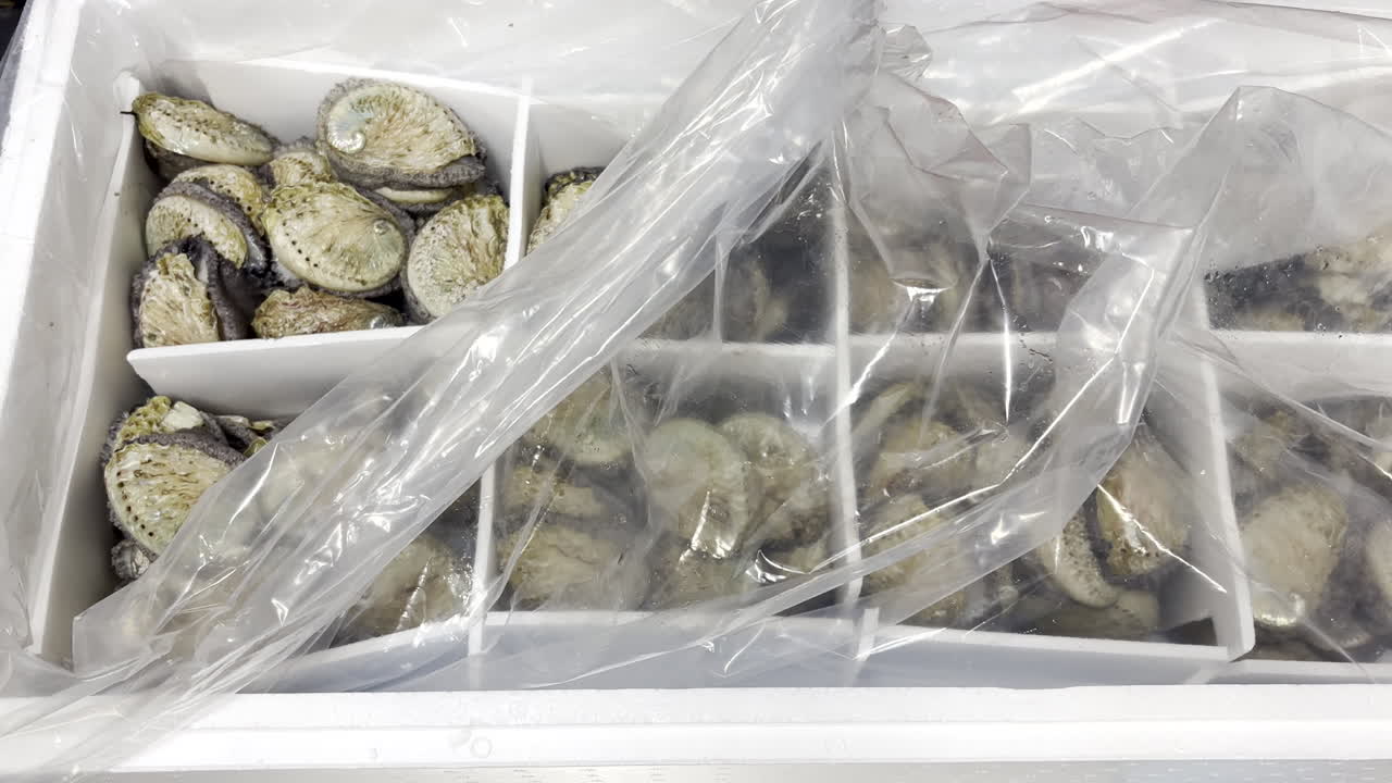 Live abalone packaged in styrofoam box with compartments for export to Asia