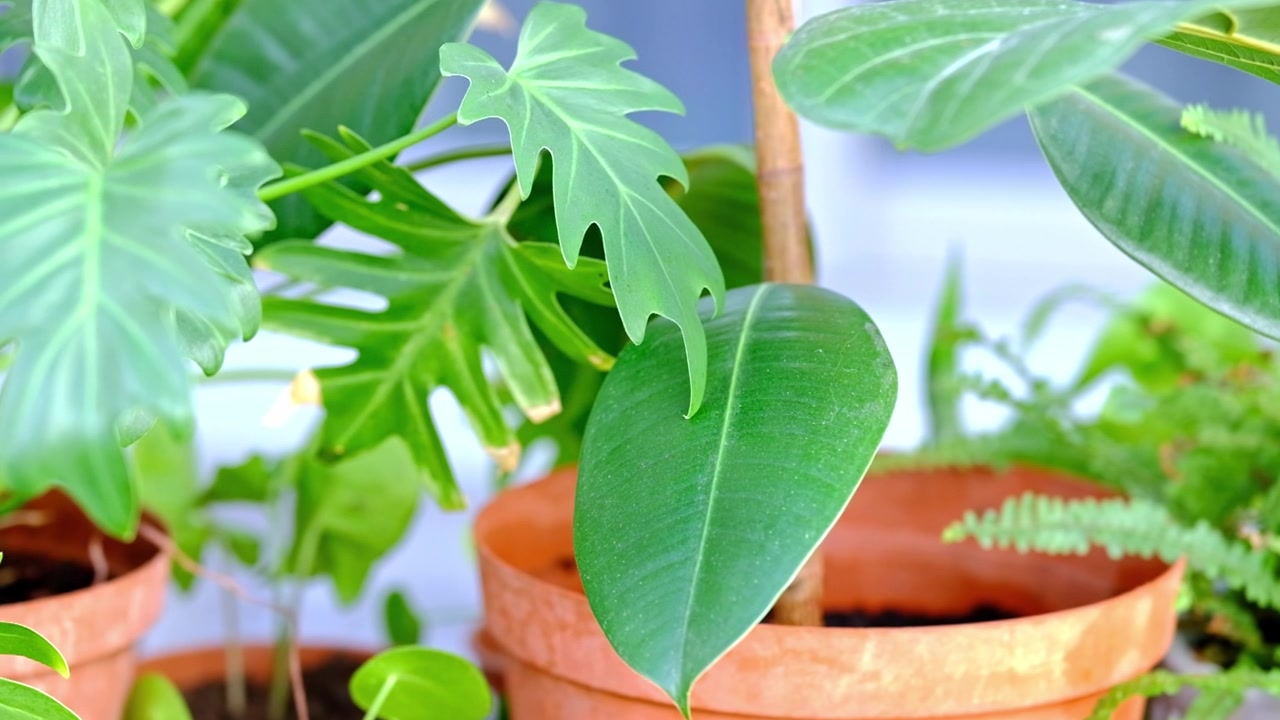 Un mix di piante tropicali da interno in vasi.