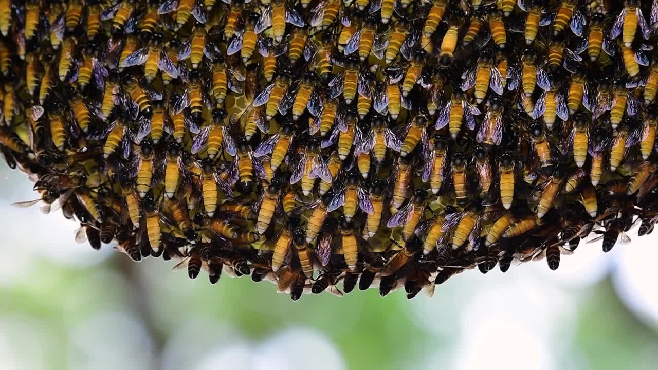 se sabe que las abejas melíferas gigantes construyen grandes colonias de nidos con bolsillos simétricos hechos de cera para almacenar miel como fuente de alimento.