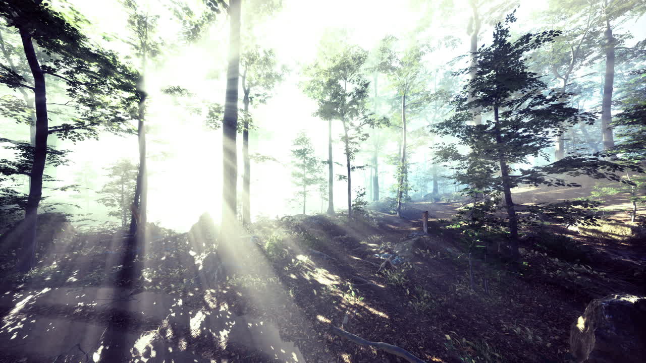 Sunlight streaming through trees in a serene forest setting