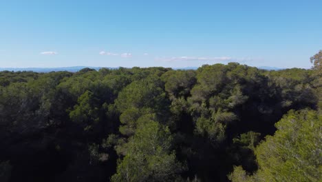 4K High-Speed Drone Flight Over Forest Canopy with Stunning Views of Albufera Wetland in Valencia, Spain