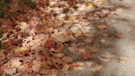 Walking-along-the-gravel-road-admiring-the-fallen-autumn-leaves-on-the-side-of-the-road