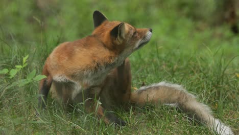 red fox (vulpes vulpes) on the green grass.